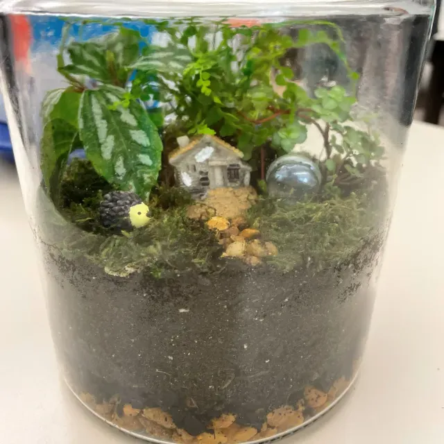 thumbnail for publication: Plants and Youth: Designing and Building a Terrarium